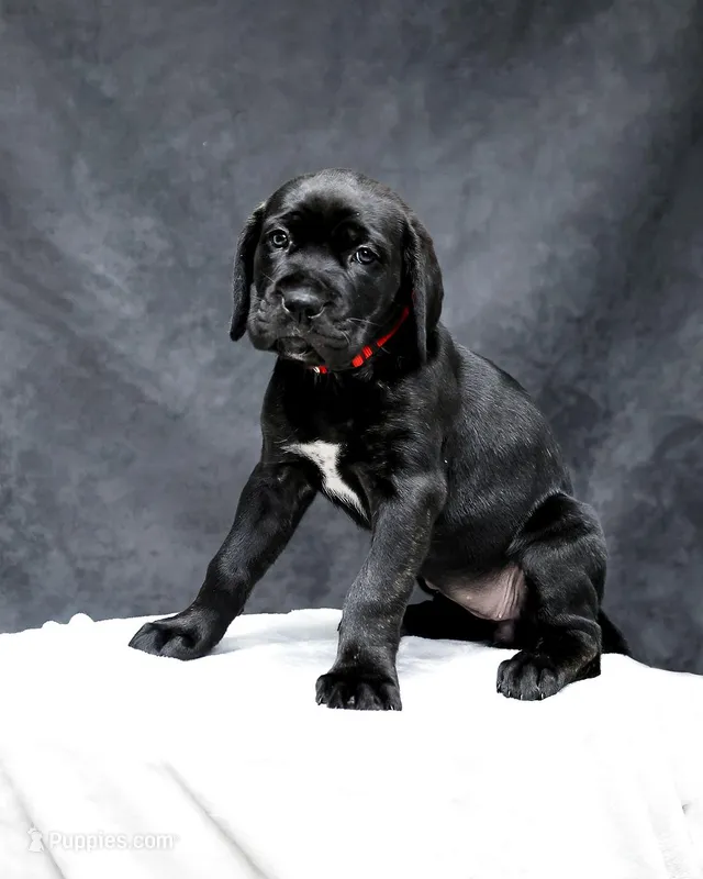 Red Collar – Cane Corso puppy for sale in Parrottsville, TN