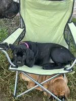Pink Collar, a female Cane Corso for sale in Parrottsville, TN – 2 of 6