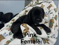 Pink Collar, a female Cane Corso for sale in Parrottsville, TN – 4 of 6
