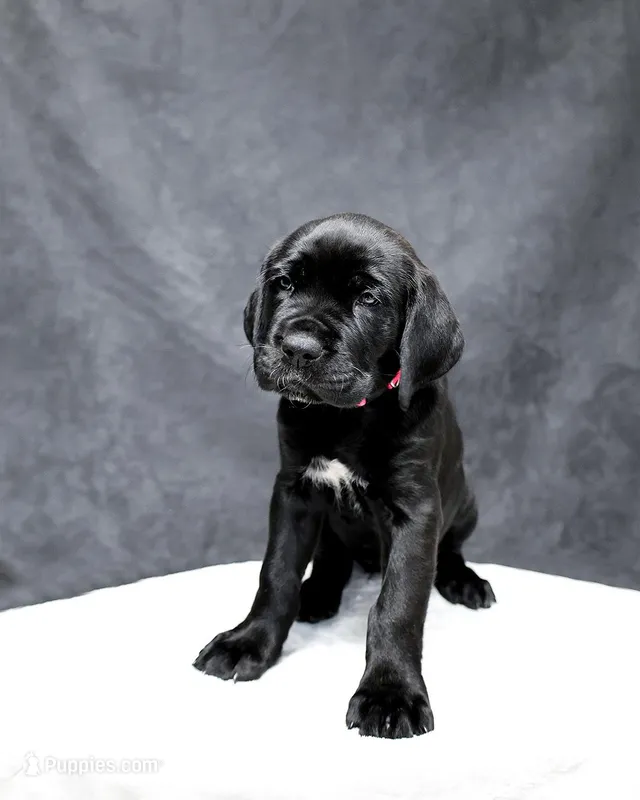 Pink Collar – Cane Corso puppy for sale in Parrottsville, TN