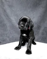Pink Collar, a female Cane Corso for sale in Parrottsville, TN – 3 of 6