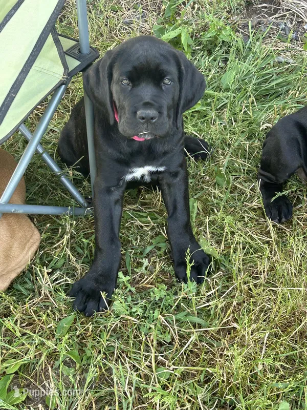 Pink Collar – Cane Corso puppy for sale in Parrottsville, TN