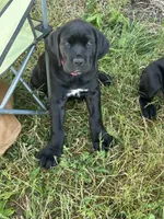 Pink Collar, a female Cane Corso for sale in Parrottsville, TN – 1 of 6