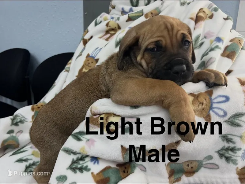 Light Brown Collar – Cane Corso puppy for sale in Parrottsville, TN