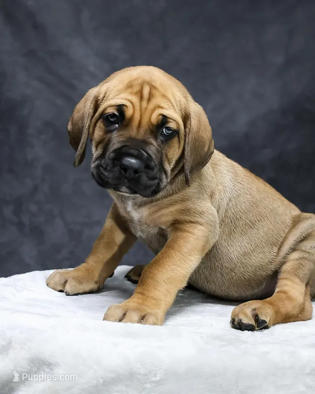 Light Brown Collar – Cane Corso puppy for sale in Parrottsville, TN