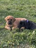 Light Brown Collar, a male Cane Corso for sale in Parrottsville, TN – 2 of 6