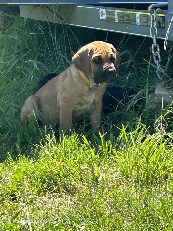 Light Brown Collar – Cane Corso puppy for sale in Parrottsville, TN