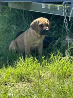 Light Brown Collar, a male Cane Corso for sale in Parrottsville, TN – 1 of 6