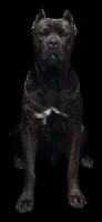 Light Brown Collar, a male Cane Corso for sale in Parrottsville, TN – 6 of 6