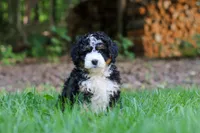 Hershey, a female Miniature Bernedoodle for sale in Apple Creek, OH – 3 of 8