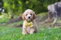 Denali, a male Miniature Goldendoodle for sale in Apple Creek, OH – 2 of 3