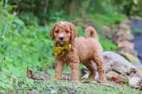 Rocky, a male Miniature Goldendoodle for sale in Apple Creek, OH – 2 of 3