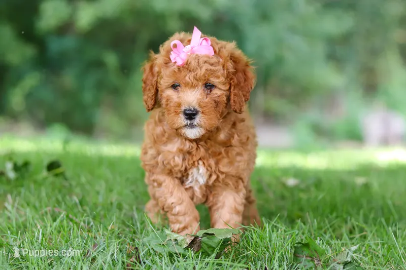 Aspen – Miniature Goldendoodle puppy for sale in Apple Creek, OH