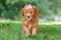 Aspen, a female Miniature Goldendoodle for sale in Apple Creek, OH – 1 of 3