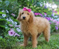 Lucy, a female Miniature Goldendoodle for sale in Apple Creek, OH – Photo 5 of 5