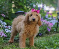 Lucy, a female Miniature Goldendoodle for sale in Apple Creek, OH – Photo 3 of 5