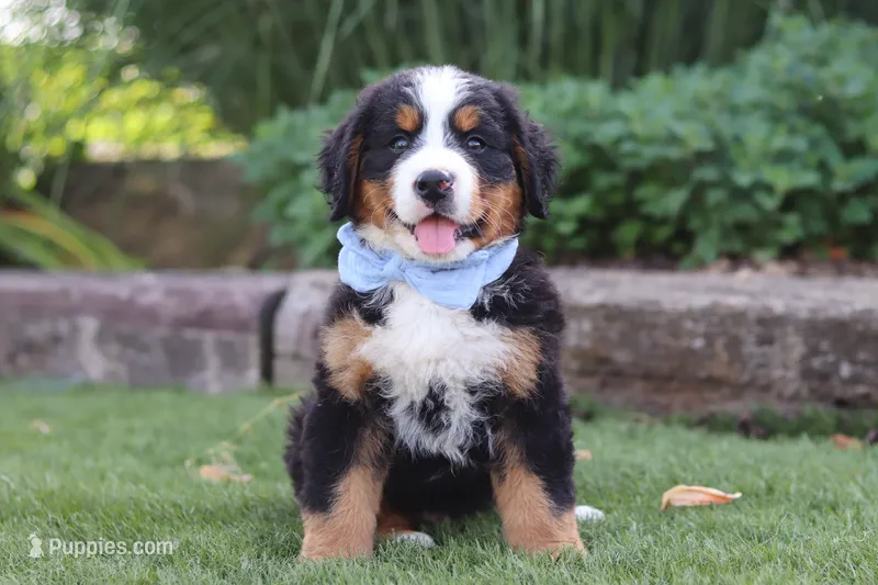 George – Bernese Mountain Dog puppy for sale in Apple Creek, OH