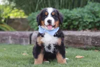 George, a male Bernese Mountain Dog for sale in Apple Creek, OH – 1 of 8