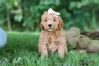 Sierra, a female Miniature Goldendoodle for sale in Apple Creek, OH – 3 of 3