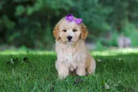 Sequoia, a female Miniature Goldendoodle for sale in Apple Creek, OH – 3 of 3