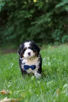 Graham, a male Miniature Bernedoodle for sale in Apple Creek, OH – 8 of 8