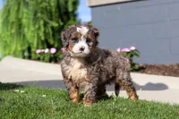 Milk Dud, a female Miniature Bernedoodle for sale in Apple Creek, OH – 4 of 4