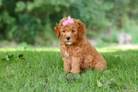 Aspen, a female Miniature Goldendoodle for sale in Apple Creek, OH – 3 of 3