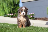 Milk Dud, a female Miniature Bernedoodle for sale in Apple Creek, OH – 3 of 4