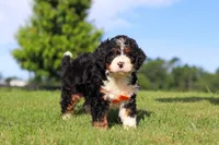 Rocky, a male Miniature Bernedoodle for sale in Apple Creek, OH – 2 of 5