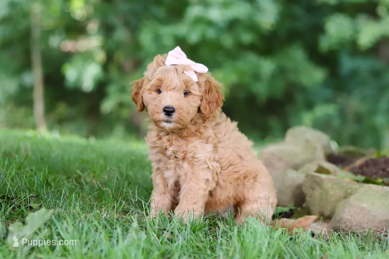 Sierra – Miniature Goldendoodle puppy for sale in Apple Creek, OH