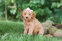 Sierra, a female Miniature Goldendoodle for sale in Apple Creek, OH – 1 of 3