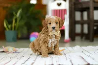 Monica, a female Miniature Goldendoodle for sale in Apple Creek, OH – Photo 3 of 5