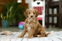 Monica, a female Miniature Goldendoodle for sale in Apple Creek, OH – Photo 5 of 5