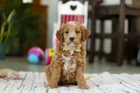 Monica, a female Miniature Goldendoodle for sale in Apple Creek, OH – Photo 2 of 5