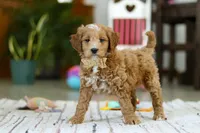 Monica, a female Miniature Goldendoodle for sale in Apple Creek, OH – Photo 4 of 5