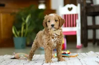 Monica, a female Miniature Goldendoodle for sale in Apple Creek, OH – Photo 1 of 5