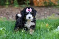 Hershey, a female Miniature Bernedoodle for sale in Apple Creek, OH – 8 of 8