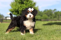 Waffle, a female Miniature Bernedoodle for sale in Apple Creek, OH – 3 of 6