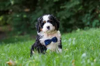 Graham, a male Miniature Bernedoodle for sale in Apple Creek, OH – 6 of 8
