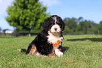 Rocky, a male Miniature Bernedoodle for sale in Apple Creek, OH – 3 of 5