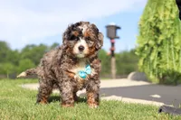 Nacho, a male Miniature Bernedoodle for sale in Apple Creek, OH – 3 of 5