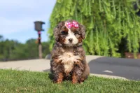 Popcorn, a female Miniature Bernedoodle for sale in Apple Creek, OH – 3 of 4