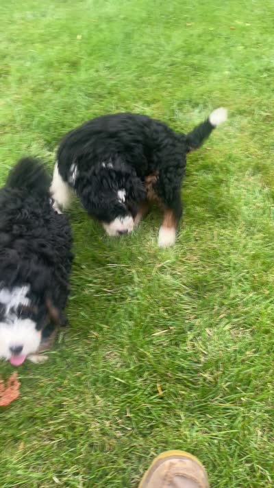 Hershey, a female Miniature Bernedoodle for sale in Apple Creek, OH – 9 of 9