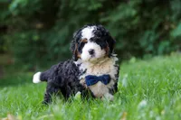 Graham, a male Miniature Bernedoodle for sale in Apple Creek, OH – 3 of 8