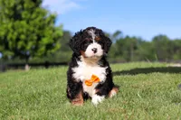 Rocky, a male Miniature Bernedoodle for sale in Apple Creek, OH – 5 of 5