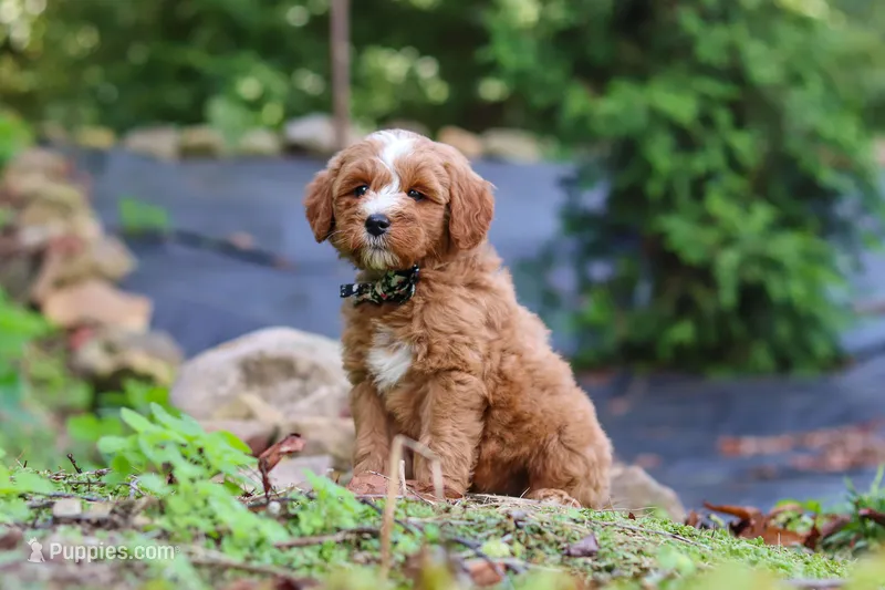 Everly – Miniature Goldendoodle puppy for sale in Apple Creek, OH