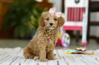 Phoebe, a female Miniature Goldendoodle for sale in Apple Creek, OH – Photo 2 of 5