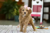 Phoebe, a female Miniature Goldendoodle for sale in Apple Creek, OH – Photo 1 of 5