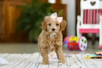 Phoebe, a female Miniature Goldendoodle for sale in Apple Creek, OH – Photo 5 of 5