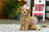 Phoebe, a female Miniature Goldendoodle for sale in Apple Creek, OH – Photo 4 of 5